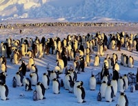 a large group of penguins standing in the snow