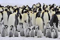 a large group of penguins standing in the snow